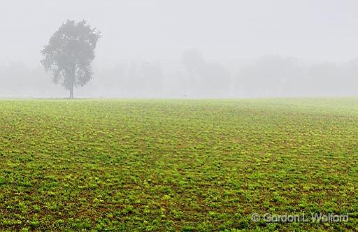 Tree In Fog_04858.jpg - Photographed near Orillia, Ontario, Canada.